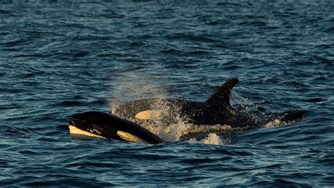 Protecting Habitat For British Columbias Killer Whales Ecojustice