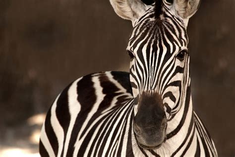 Plains Zebra Hattiesburg Zoo