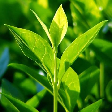 Camellia Sinensistea Tree Grow Your Own Tea Plant 20pcs Real Fresh Tea