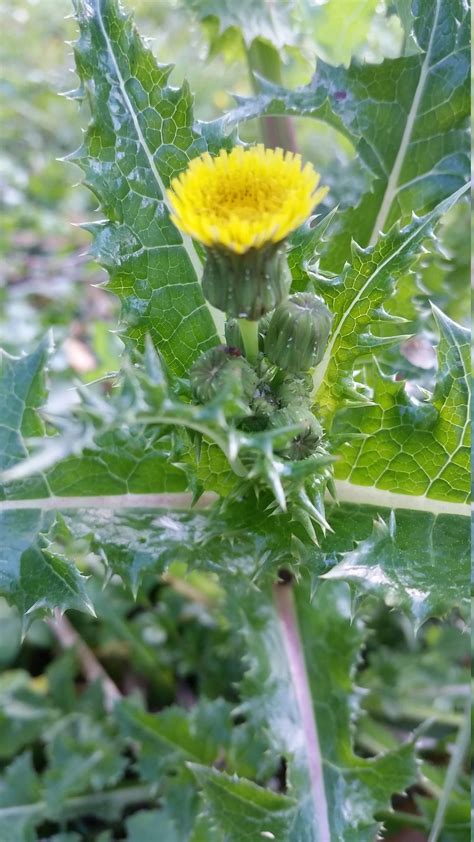 Wild Opium Lettuce And Wild Prickly Lettuce Seeds Lactuca Etsy