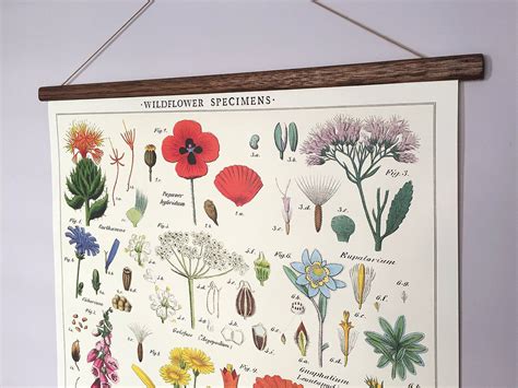 Wildflowers Specimens Poster Vintage Poster Botanical School Etsy