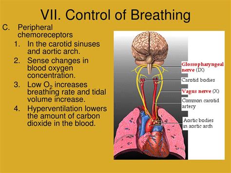 How To Do Total Concentration Breathing Boxernovel