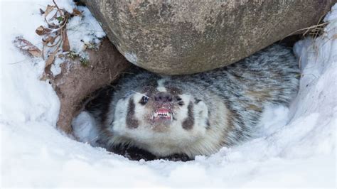 Angry Badger Terrorizes Scottish Castle Forcing Closures Mental Floss