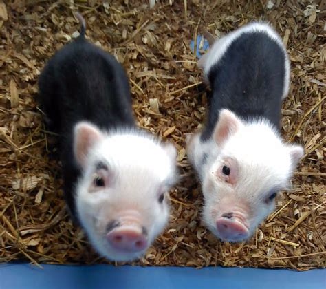 Cute Baby Pigs Cool Stories And Photos