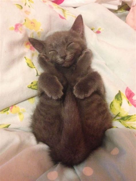 24 Awesome Pictures Of The Smiliest Cats Ever We Love Cats And