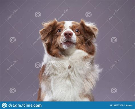 Australian Shepherd Dog Pet Portrait In Studio Stock Photo Image Of