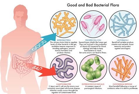 5 Interesting Facts About The Intestinal Flora Wrinkles Center