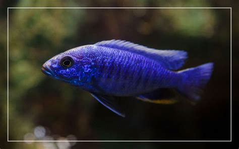 10 Blue Freshwater Aquarium Fish With Pictures