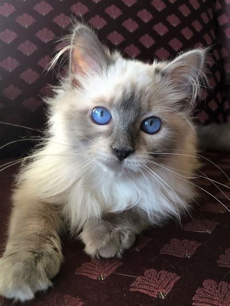 Blue Point Balinese Cat Point Balinese Blue Cat Siamese Color Cats