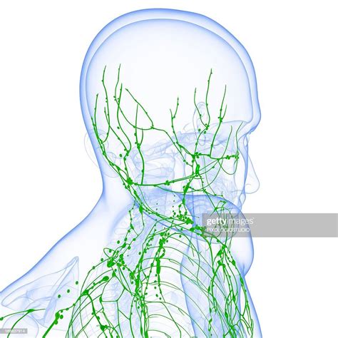 Male Lymphatic System Artwork High Res Vector Graphic Getty Images