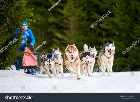 4628 Husky Pulling Sled Images Stock Photos And Vectors Shutterstock