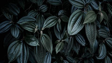 Leaves Plant Branches Dark 4k Plant Leaves Branches Plant Leaves