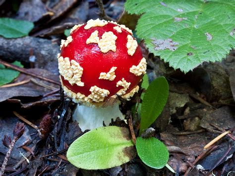 California Fungi Amanita Muscaria