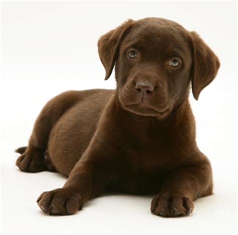 Labrador Retriever Puppies Chocolate