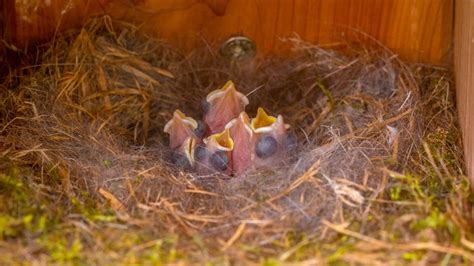 Chickadee Nests Eggs Fledglings And Mating Overview