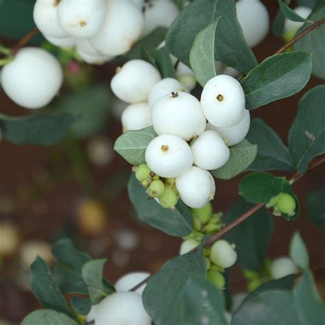 Gardenersdream Symphoricarpos Albus 60 90cm 2 3ft Bare Root Snowberry