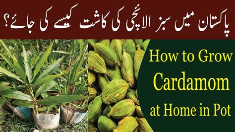 How To Grow Cardamom Plant From Seed How To Care Green Cardamom