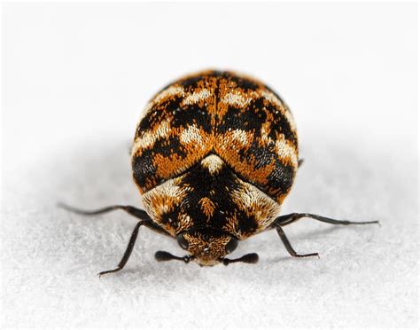7 Proven Methods To Get Rid Of Carpet Beetles Rhythm Of The Home