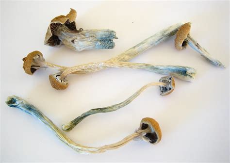 How To Identify Psilocybin Mushrooms Herbs