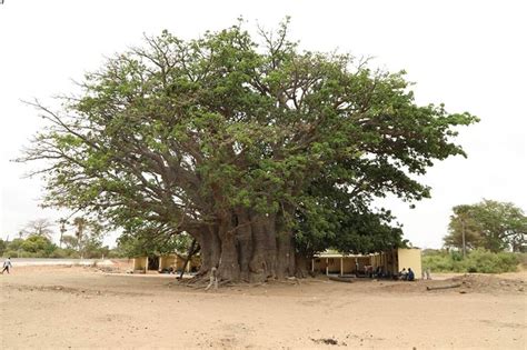 Au Sénégal Le Baobab Sacré Résiste Au Temps Edition Du Soir Ouest