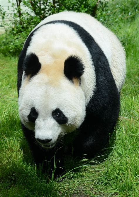 Tian Tian The Female Panda At Edinburgh Zoo Kathy Norris Flickr