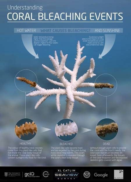 An Overview Of The Causes Of Coral Bleaching Coral Bleaching Marine
