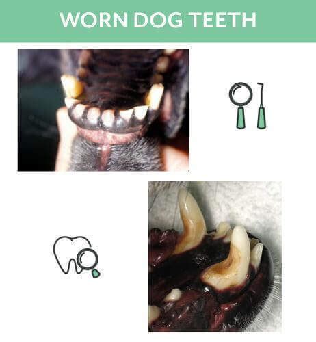 Top 10 Dental Problems In Cats And Dogs Worn Teeth Animal Hospital