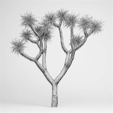 Joshua Tree Drawing At Explore Collection Of
