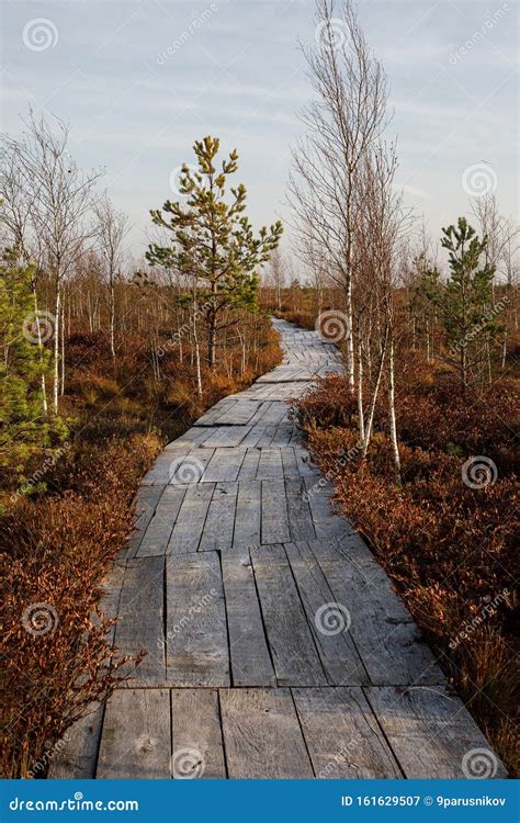 Wooden Path Walkway Through Wetlands Autumn Time Stock Image Image