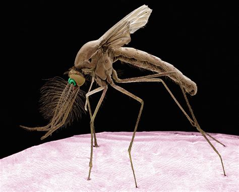 Culex Mosquito Photograph By Dr Tony Brainscience Photo Library Fine