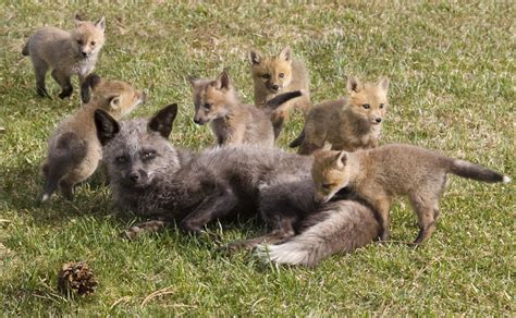 Red Fox Habitat Places Where These Cunning Carnivorans Live