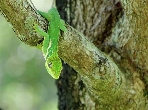 Close Up Of A Cuban Knight Anole Lizard Photograph By Jill Nightingale