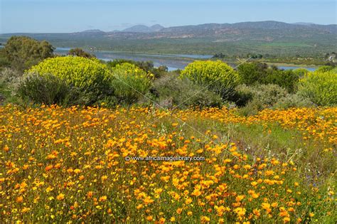 Photos And Pictures Of Ramskop Wildflower Garden At Clanwilliam Dam