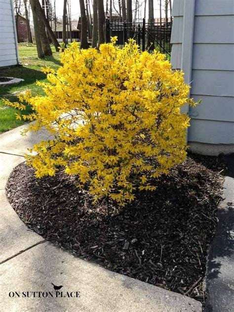 See more ideas about flowering bushes, plants, planting flowers. The 25+ best Yellow flowering bush ideas on Pinterest ...