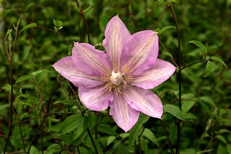 Shop A Selection Of Pink Clematis Flowers