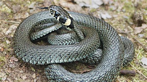 Snakes Alive Fourth Species Found Living In England News The Times