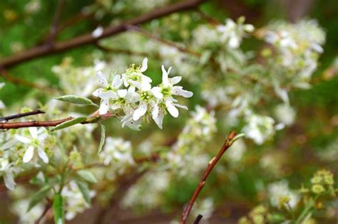 Our Favorite Spring Blooming Trees And Shrubs Merrifield Garden
