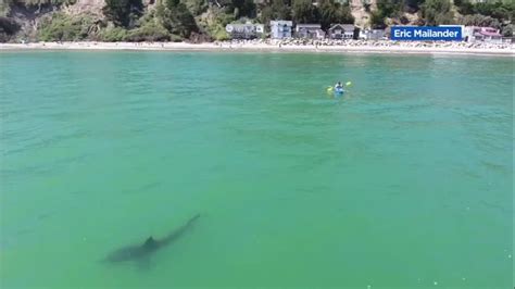 Shark Warnings Issued At Beaches After Multiple Sightings Abc7 San