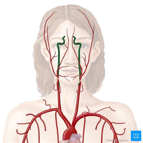 It arises from the common carotid artery when it splits into the external and internal carotid artery. Internal Carotid Artery - Anatomy & Branches | Kenhub