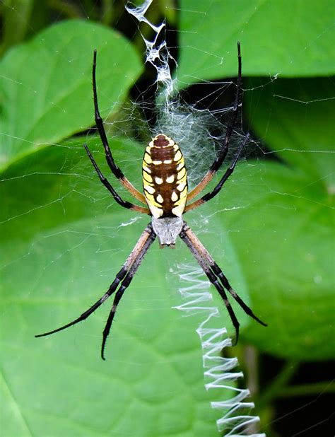 Golden Orb Weaver Spider Photograph By Tony Grider