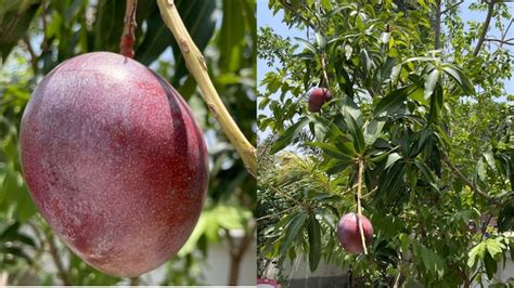 Miyazaki Worlds Most Expensive Mango Found In West Bengal India Today