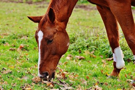 Grazing Horse In Autumn Free Image Download