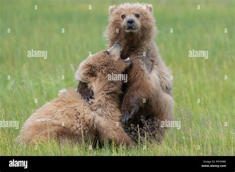 Coastal Brown Bear Cubs Ursus Arctos Wrestling In Grass Meadow Lake