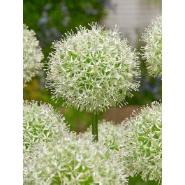 Buy Allium MOUNT EVEREST Flower Bulbs Online BULBi Nl