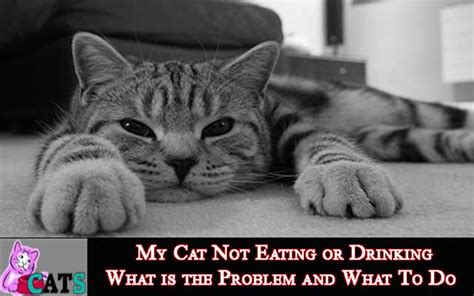 They cannot go more than a few days without eating or they risk liver damage. My Cat Not Eating or Drinking Possible Solutions - Catsfud