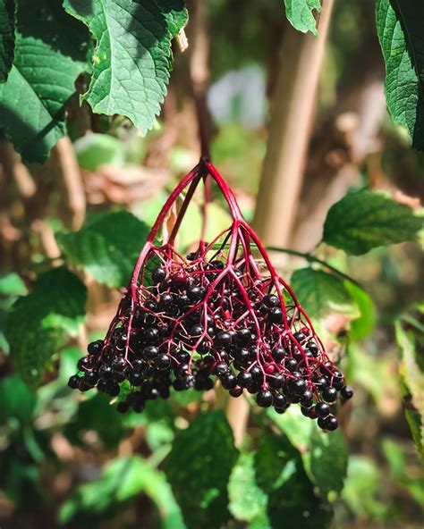 How To Grow Elderberries In Your Backyard Elderberry Elderberry