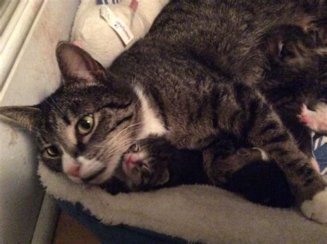 A Pregnant Feral Cat Accepts Help From A Human To Come In From The Cold
