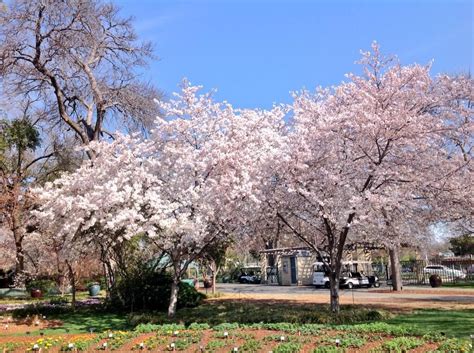 Dallasarbplanttrials On Twitter Dallas Arboretum Cherry Blossom Tree