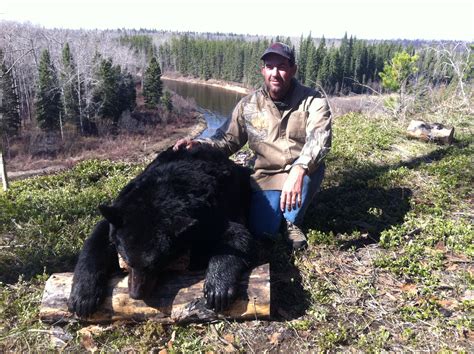 Alberta Canada Black Bear Hunting River Camp Wilderness Black Bear