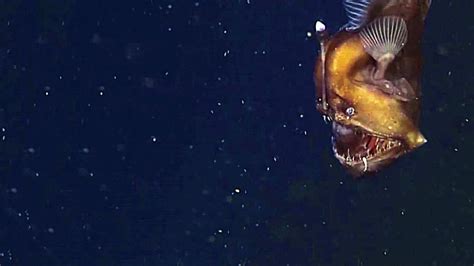 Angler Fish Are One Of The Strangest And Most Elusive Fish On The